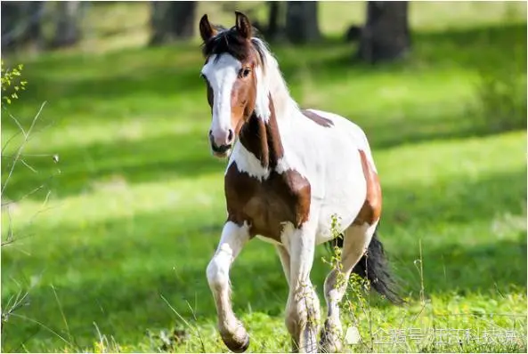 生肖马2022壬寅虎年总运程运势、财业两旺