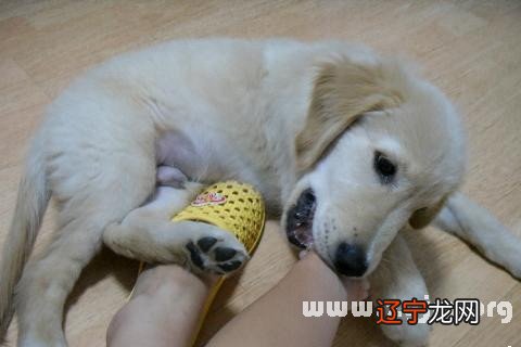 风水堂:梦见狗的动作和动作