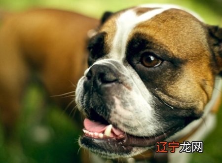 风水堂:梦见狗的动作和动作