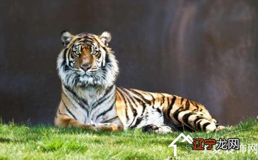 生肖属牛在2021年的总运势:牛