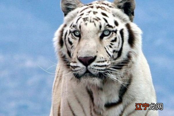 生肖属牛在2021年的总运势:牛