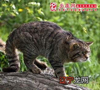 1.风水堂:梦见豺狼——会遇到倒霉的日子