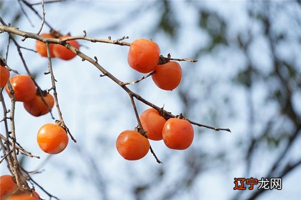 组图 解梦库为：梦见吃黄柿子是什么意思？