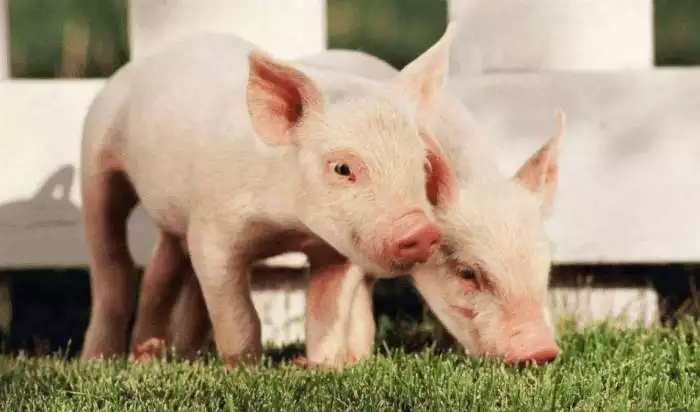 组图 属猪适合结婚的对象属猪的多大结婚好