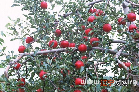 圣诞节的时候,流行送苹果,寓意平安,那么梦中呢?