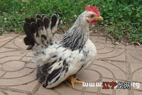 梦见别人剃我头发_梦见剃鸡肉_梦见妹妹怀孕剃秃头顶