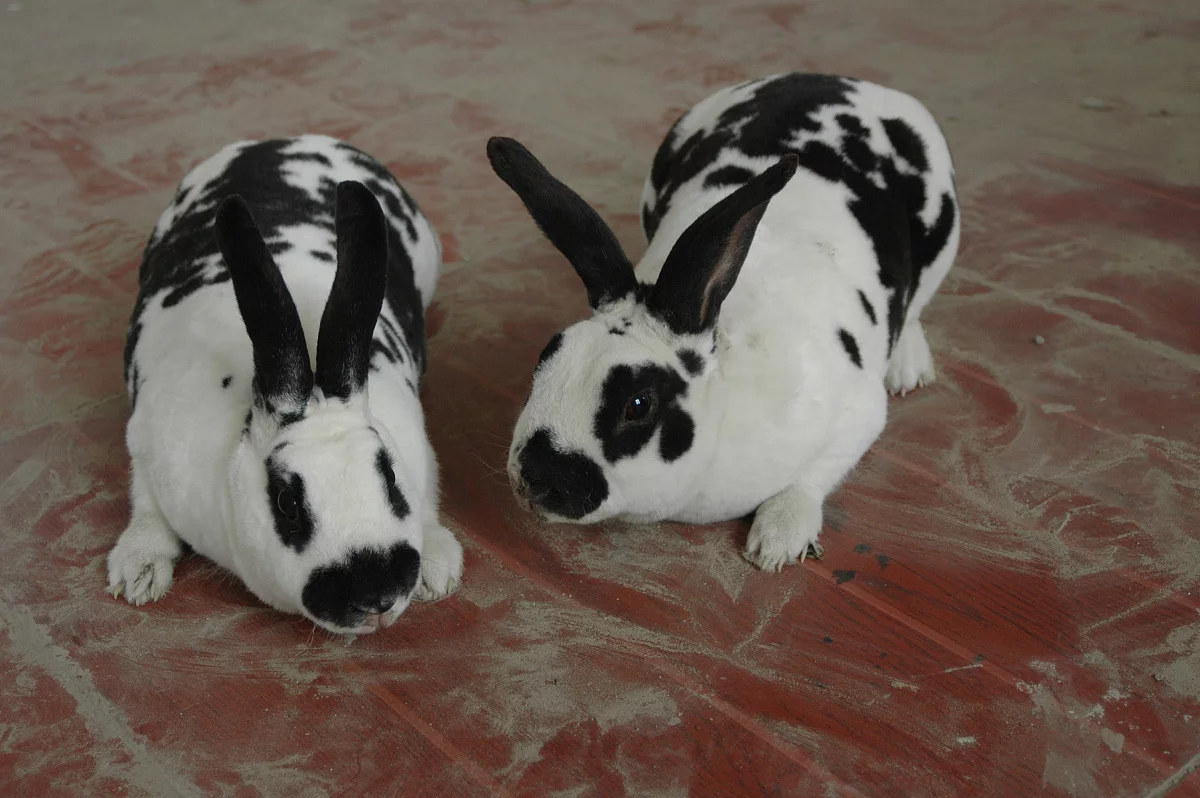 属猪2020年运势及运程详解和属猪的和什么属相最配