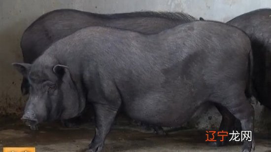 风水堂:梦见黑猪,预示生活会幸福