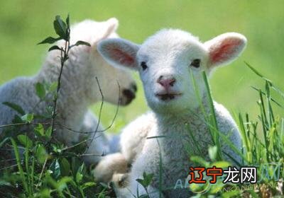 属马的男性和什么属相的女性最配的人最配