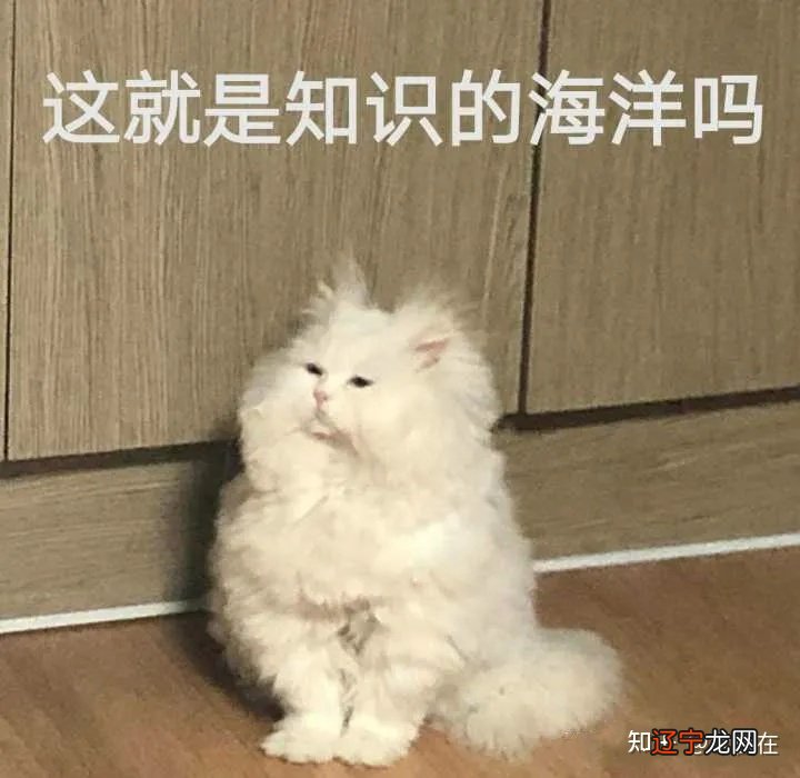 戊寅日柱合婚 一个风水堂:掉粪坑是怎么研究出来的