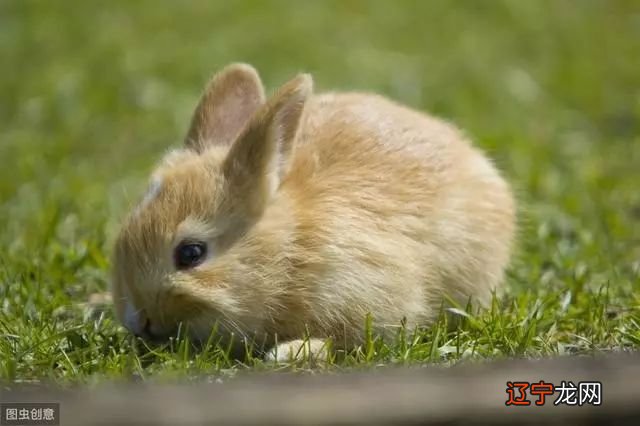 1963年属兔的人审辨官得,横财1波接1波