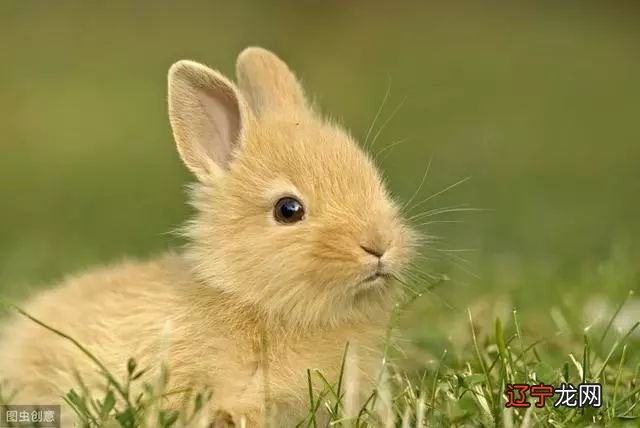 1963年属兔的人审辨官得,横财1波接1波