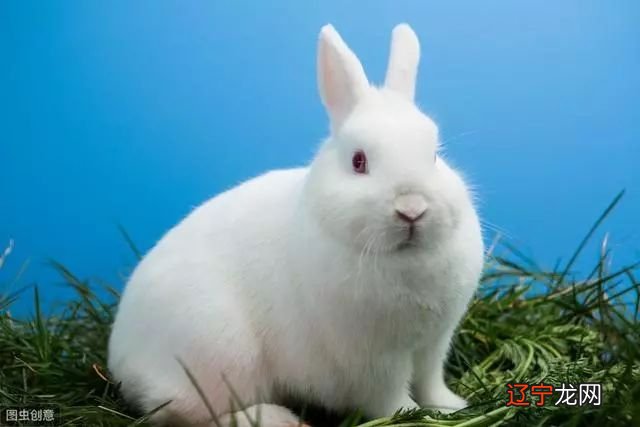 1963年属兔的人审辨官得,横财1波接1波