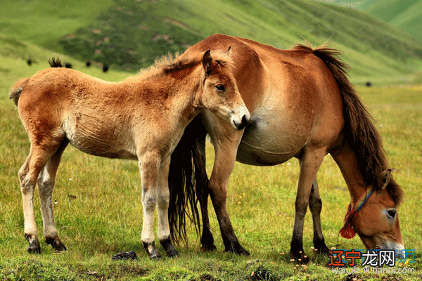 90年出生的属马人最苦，领悟天地之道的生肖