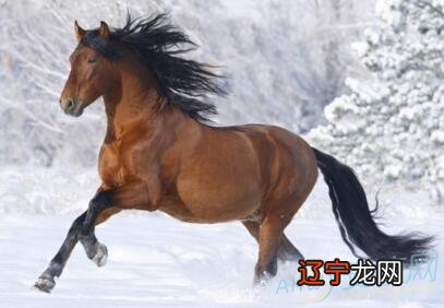 90年出生的属马人最苦，领悟天地之道的生肖