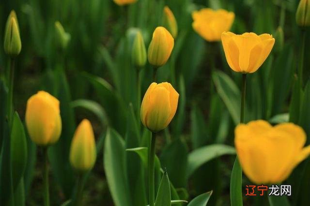 生“福”的生肖,美貌与智慧兼备,生活越来越富裕