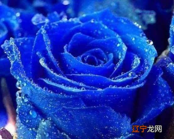 生“福”的生肖,美貌与智慧兼备,生活越来越富裕