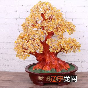 植物招财树的养殖方法，你知道吗？！！