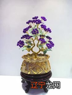 植物招财树的养殖方法，你知道吗？！！