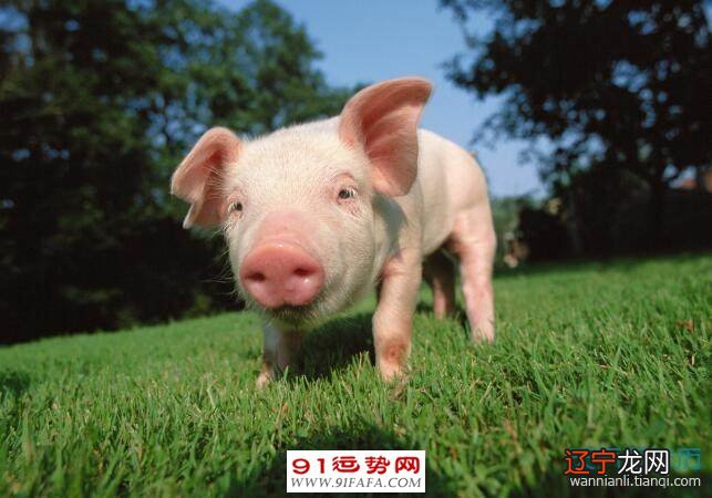 给狗占卜_通灵占卜和塔罗占卜的区别_占卜爱情