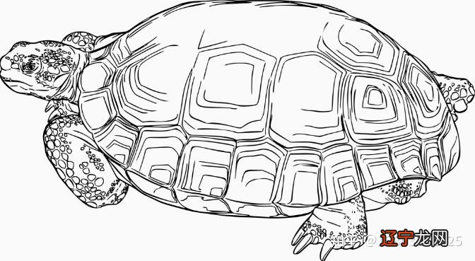 大乌龟背上背个小乌龟_抽签占卜六爻占卜_占卜乌龟