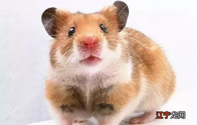 1972年大金鼠一生要阅历“三大劫数”躲过就有福属鼠