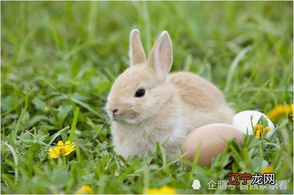2014年属什么生肖属_1958年属什么生肖属命_八五年属什么生肖
