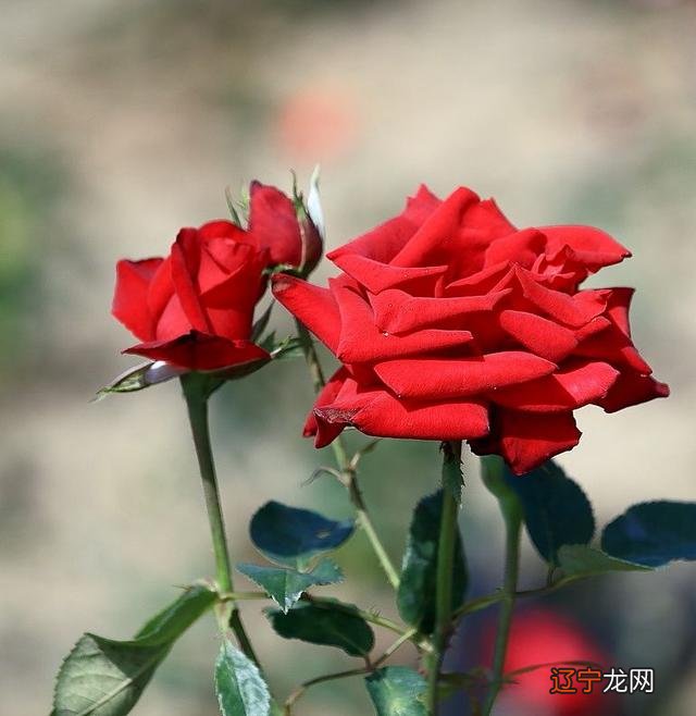 1958年属什么生肖属命_八五年属什么生肖_2014年属什么生肖属