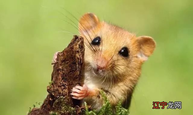 1972年纳音为照耀，横财加身，贵人辅佐的生肖生肖