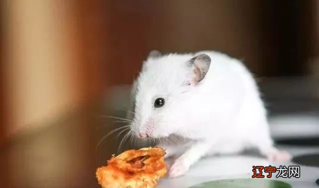 1972年纳音为照耀，横财加身，贵人辅佐的生肖生肖