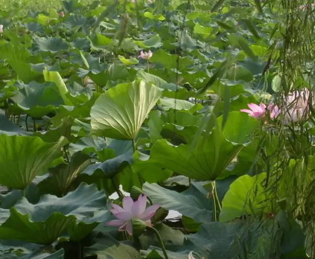 着实做事最可靠的4大生肖,实事求是有没有你身边的人