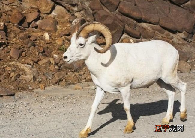 属龙的带什么生肖好_十二生肖属什么好_2013年属什么生肖好