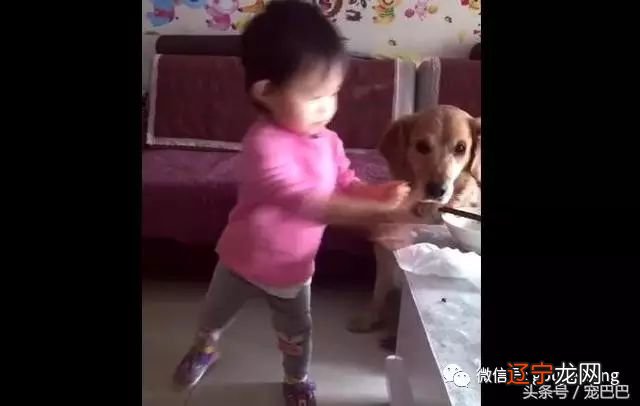 狗狗把前脚放在桌子上，狗狗却说是手，后面的才是脚