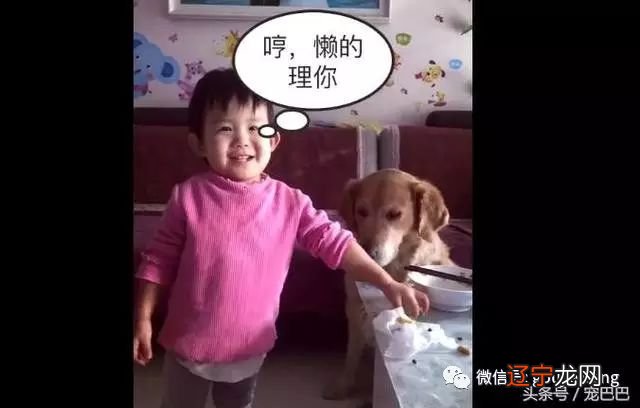 狗狗把前脚放在桌子上，狗狗却说是手，后面的才是脚