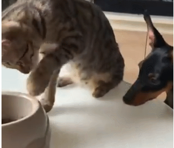 狗狗把前脚放在桌子上，狗狗却说是手，后面的才是脚