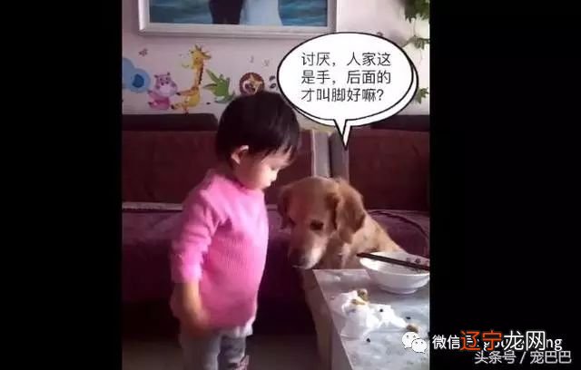 狗狗把前脚放在桌子上，狗狗却说是手，后面的才是脚