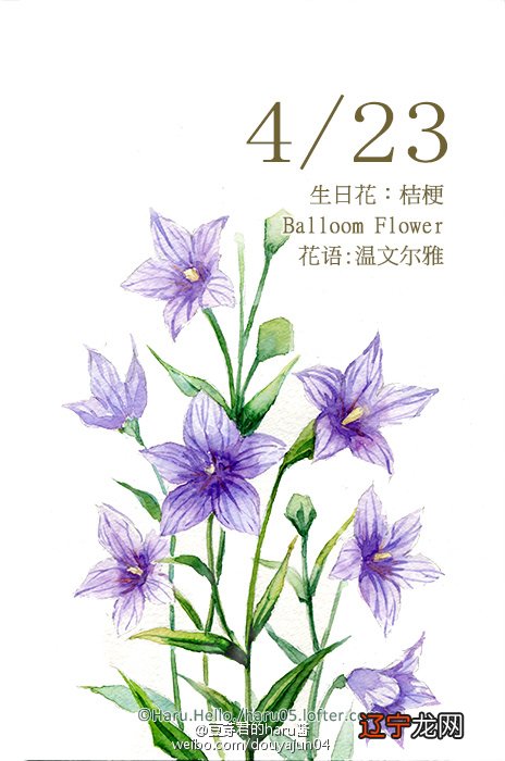 搜狐语8月15日向日葵花语:光辉花占卜