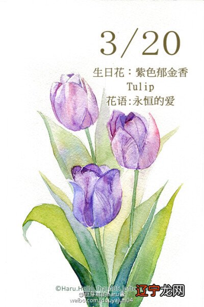 搜狐语8月15日向日葵花语:光辉花占卜