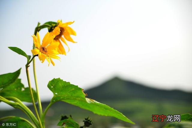 12星座男性幻想对象_星座结婚对象 统计_星座配对象