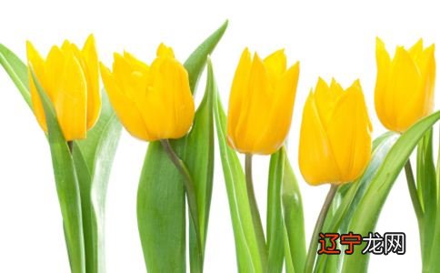 不少风水堂：孕妇梦见花