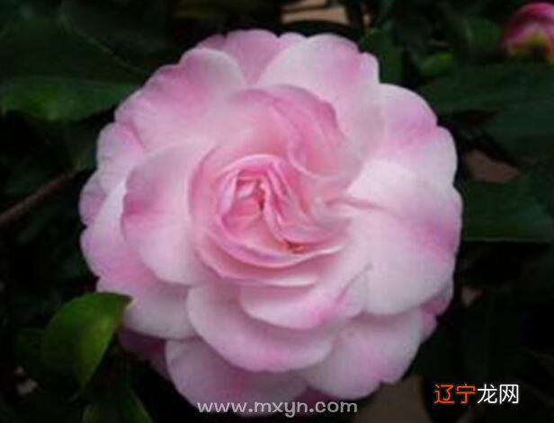 2.梦见花开了又谢是什么意思?梦见盆花花开