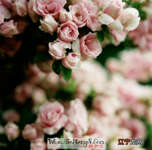 2.梦见花开了又谢是什么意思?梦见盆花花开