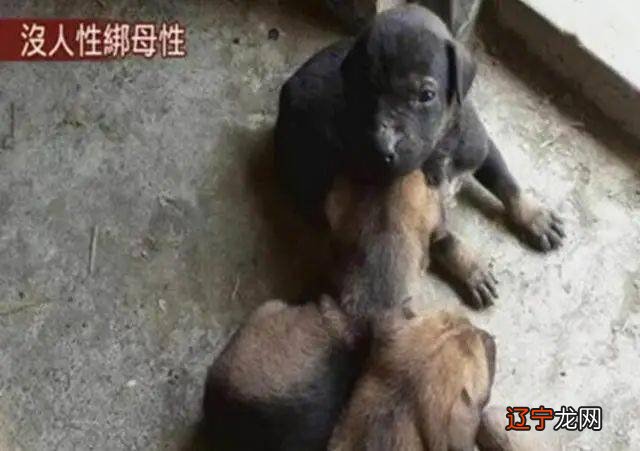 梦见狗抱着我_梦见狗从背后抱着我_梦见大黄狗抱着我