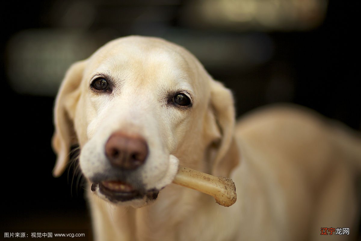 梦见狗从背后抱着我_梦见大黄狗抱着我_梦见狗抱着我
