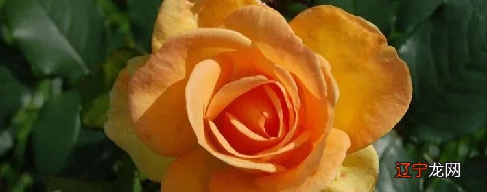 免费算命八字合婚_合婚怎么看不和_生辰八字合婚