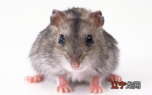 2016生肖属性波色五行_生肖属性 英文_生肖五行属性