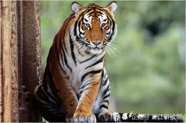 1936年属什么生肖寿命_1942年属什么生肖属相_1936年属什么生肖属相