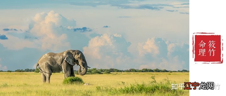 乙巳日丙子时 八字_李居明分析子时八字_八字子时如何段