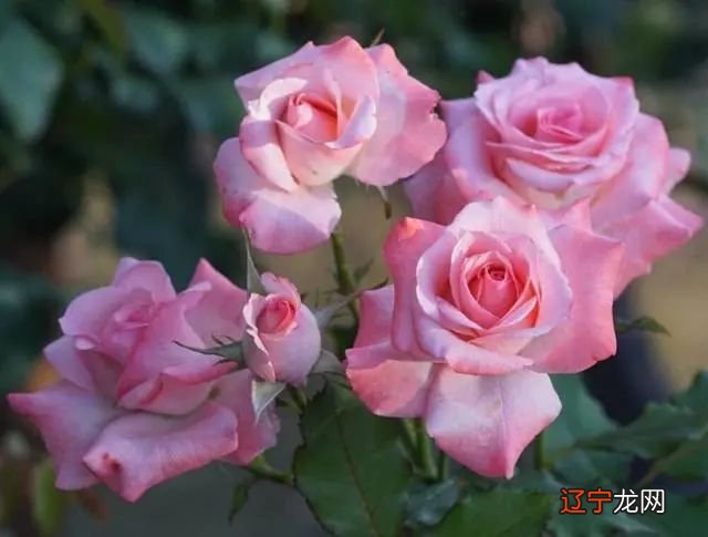 深度好文 你是这样的呢的人吗?