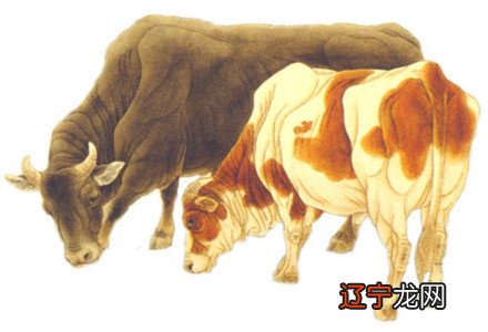 周瑜生肖属什么生肖_属牛的人的生肖软肋_1958年属什么生肖属命